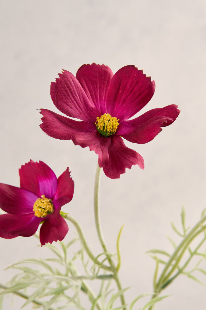 Cosmos Vase